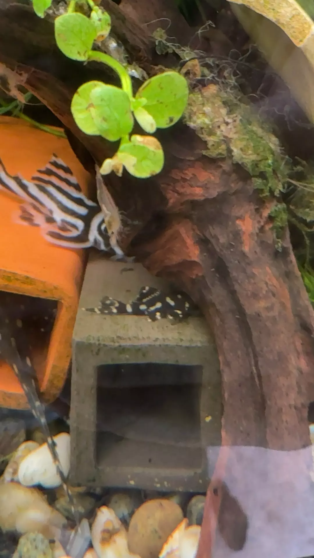 471 mini snowballs thumbnail