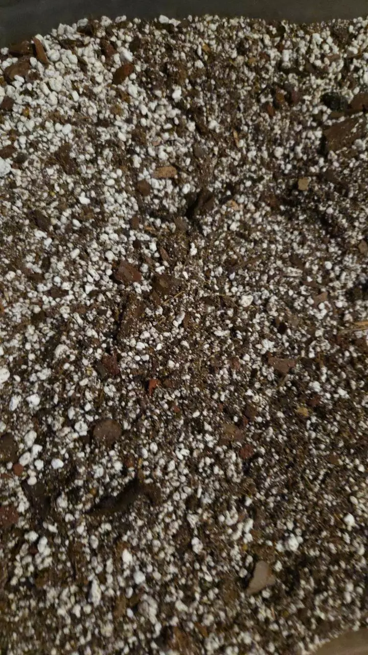 Kenzie's Aroid Mix- Gallon Bag thumbnail