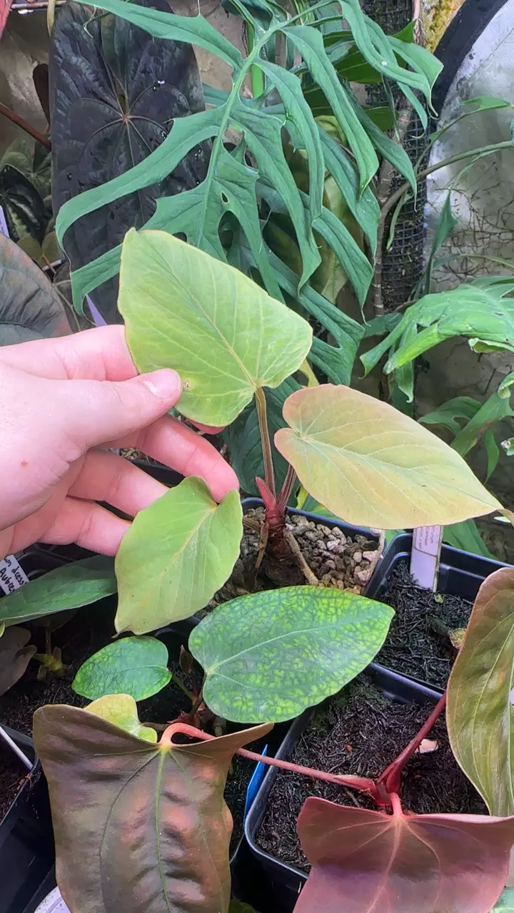 kuna PM5 x 3 thumbnail