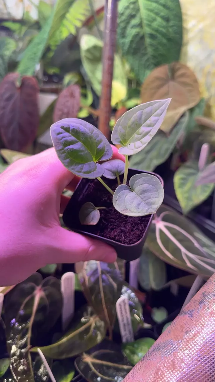 (pap x splendidum) x Supernova (dress x bvep) thumbnail