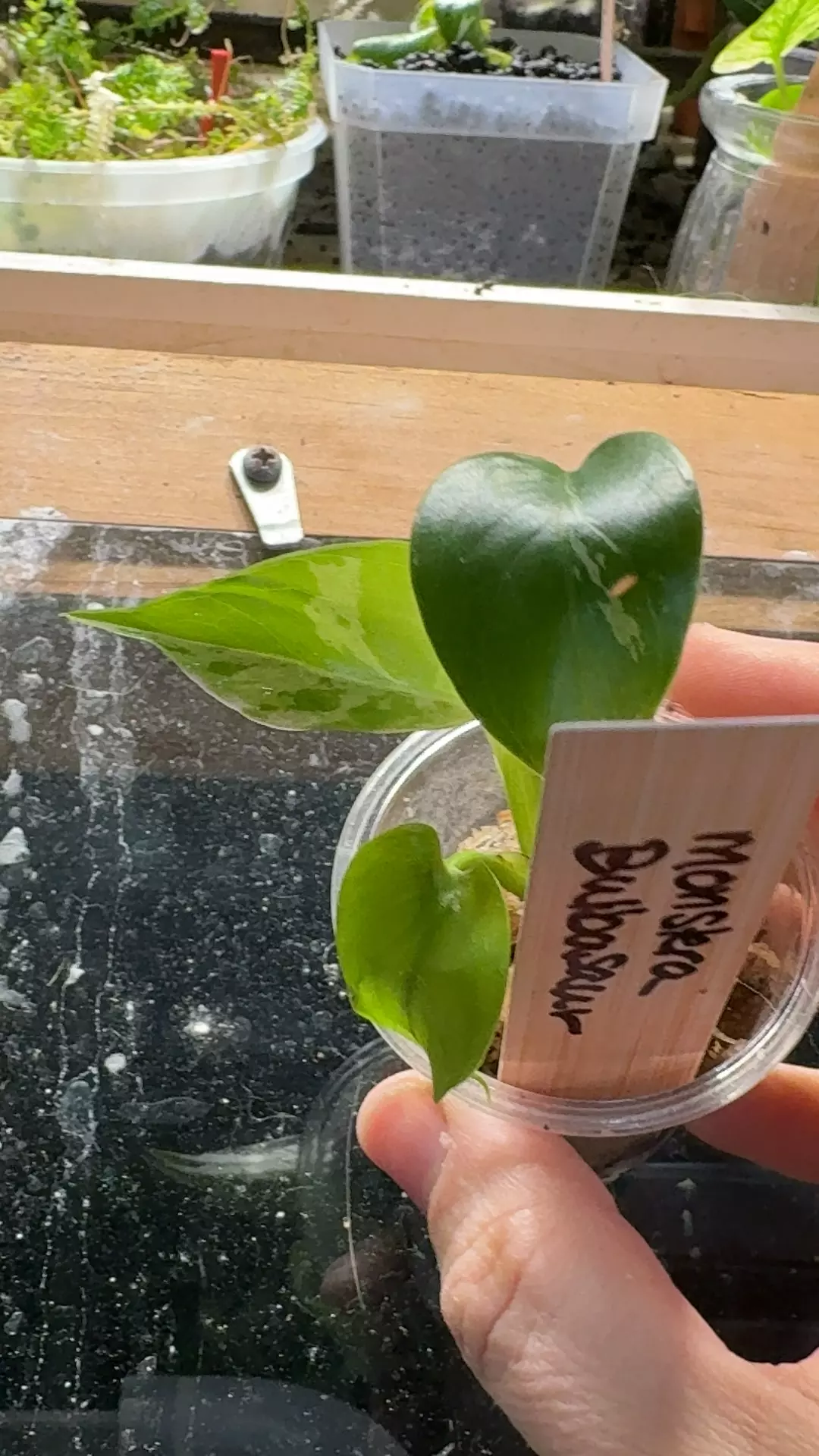 monstera bulbasaur thumbnail