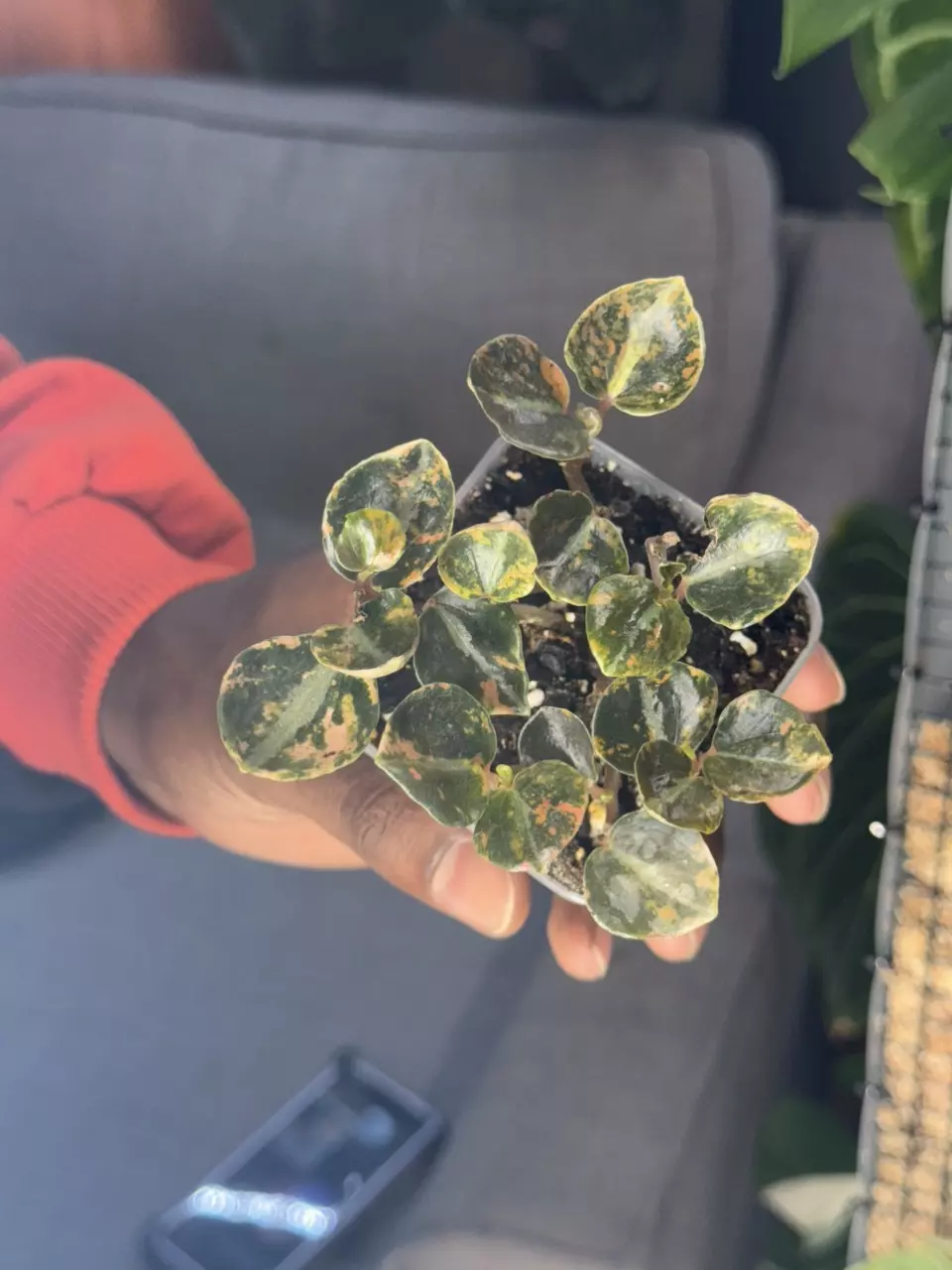 Peperomia metallica 'Creme Brulee' thumbnail