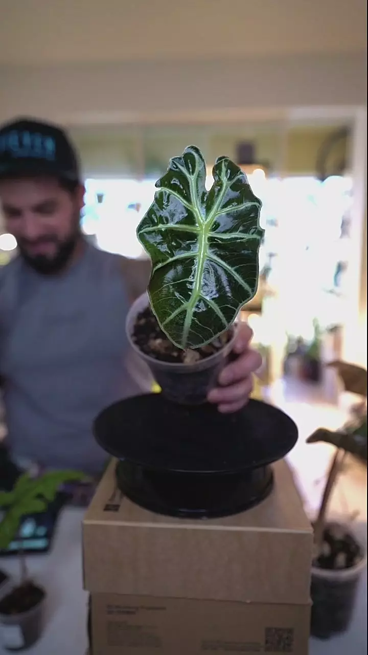 Alocasia Polly 4in thumbnail