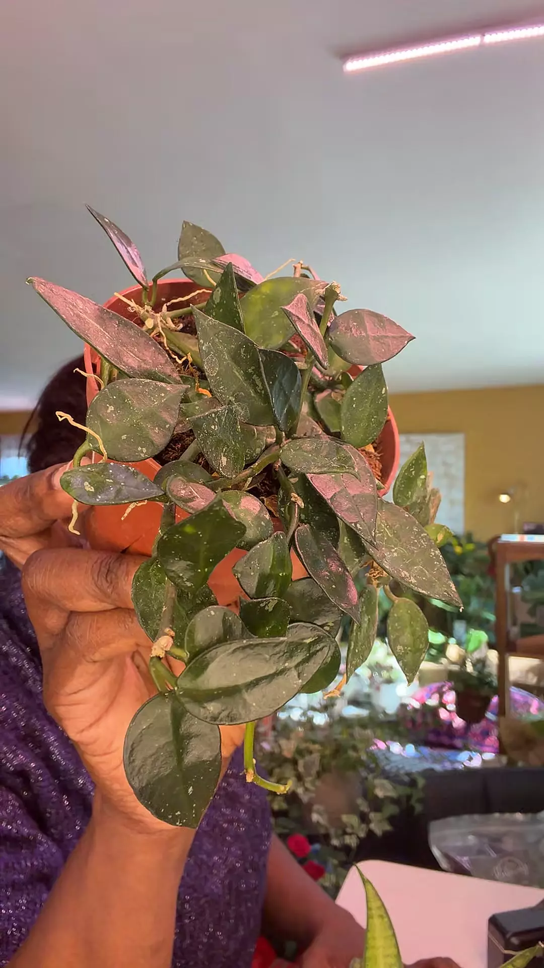 Hoya Krohniana Silver Splash thumbnail