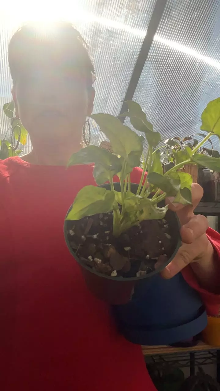 white butterfly syg thumbnail