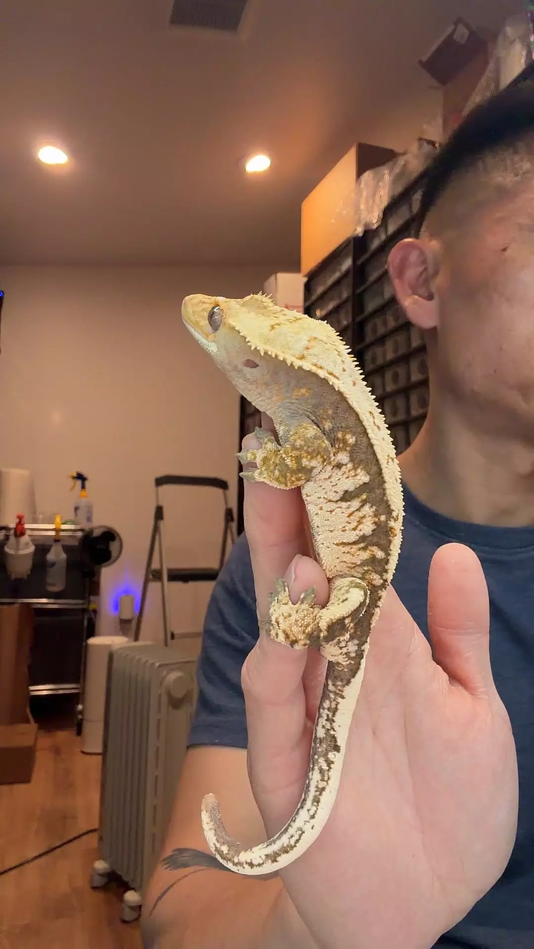 36g tangy male ghost x owl thumbnail