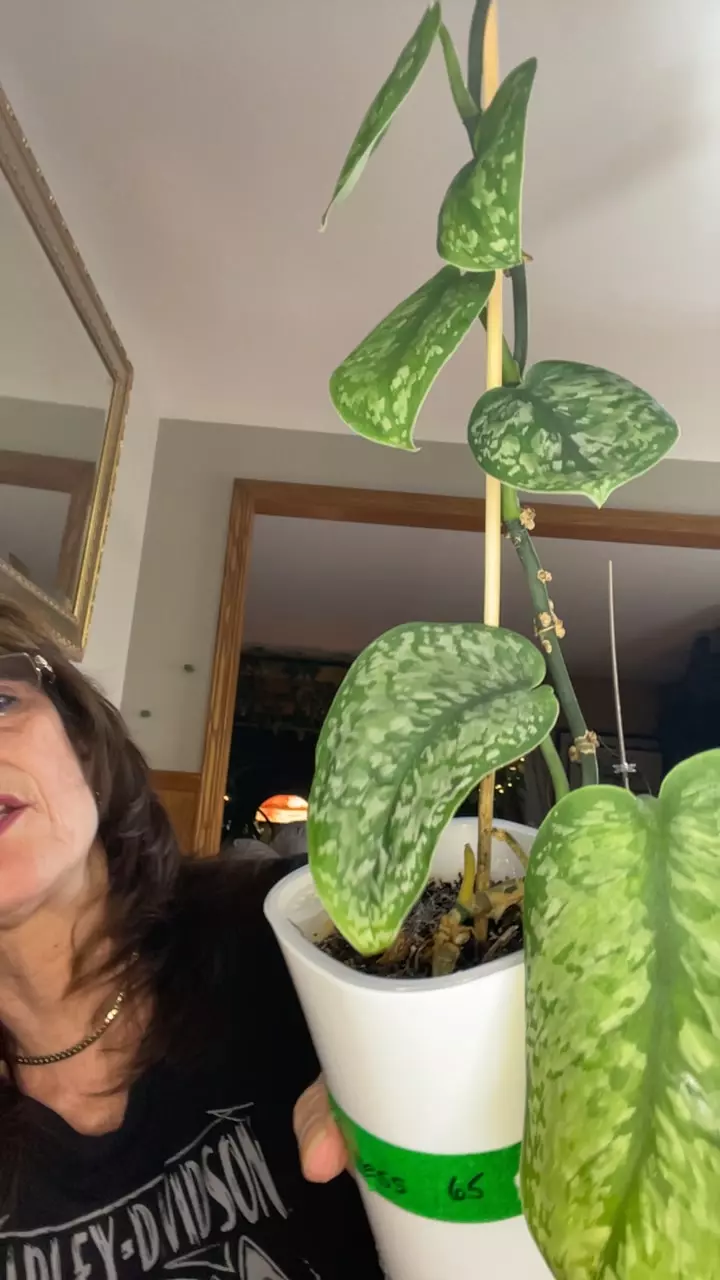 school Scindapsus silver duchess thumbnail