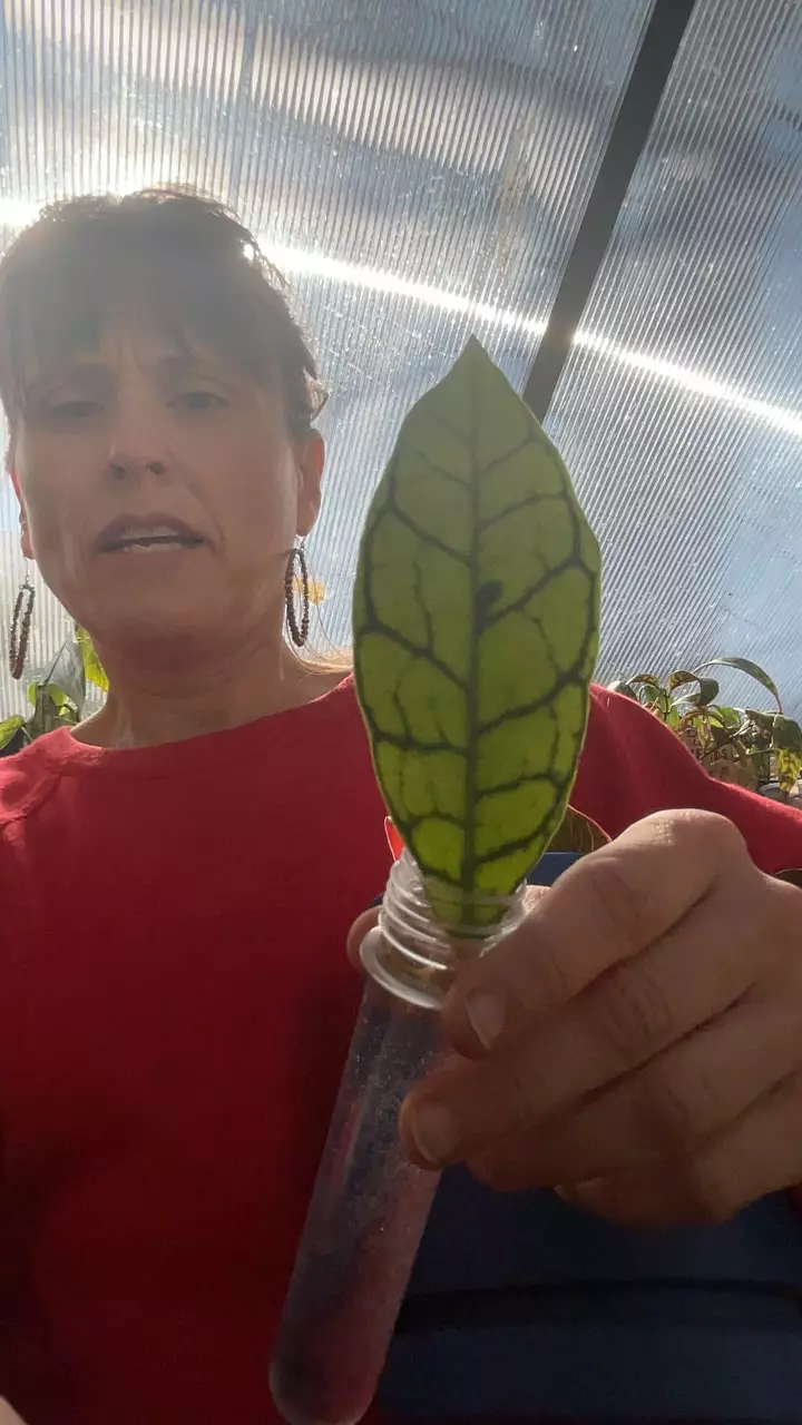 Hoya cali cutting rooted thumbnail