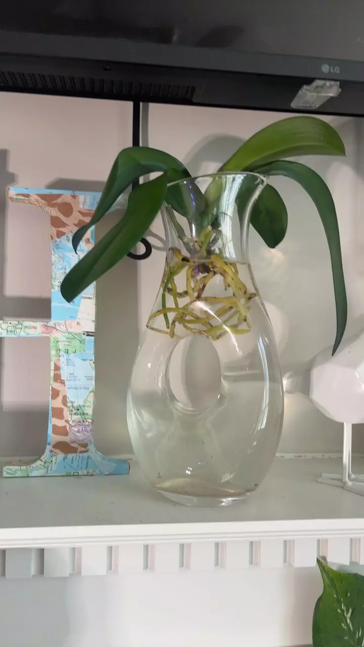 orchid water pot thumbnail