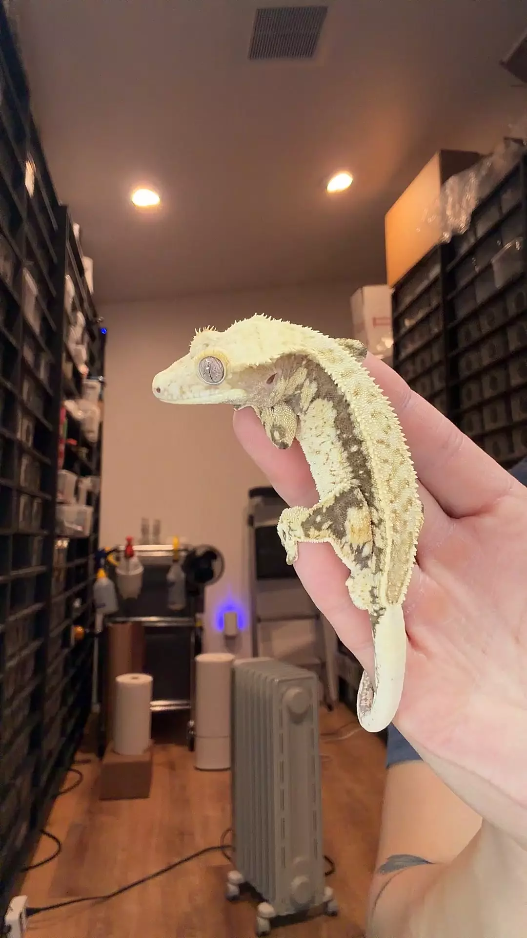 26g male ghost x owl thumbnail