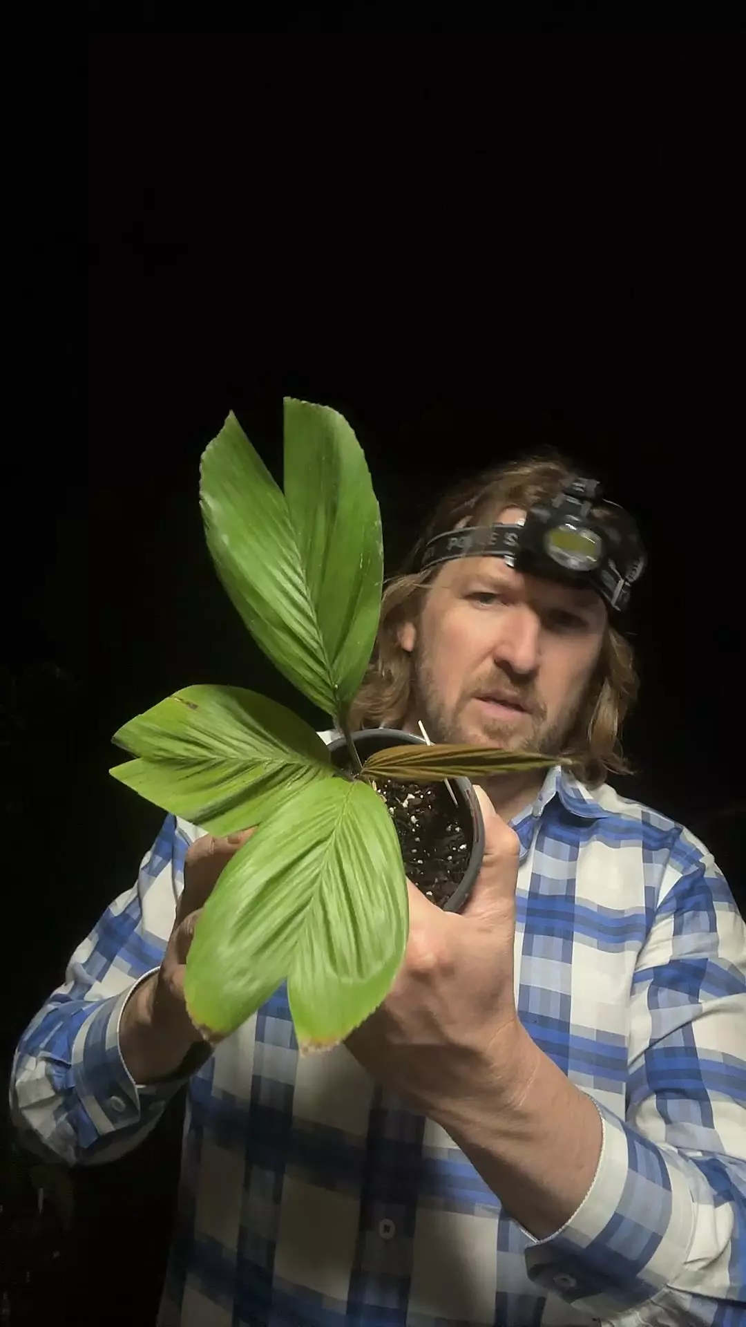 [590] Iguanura Wallichiana Var Major thumbnail