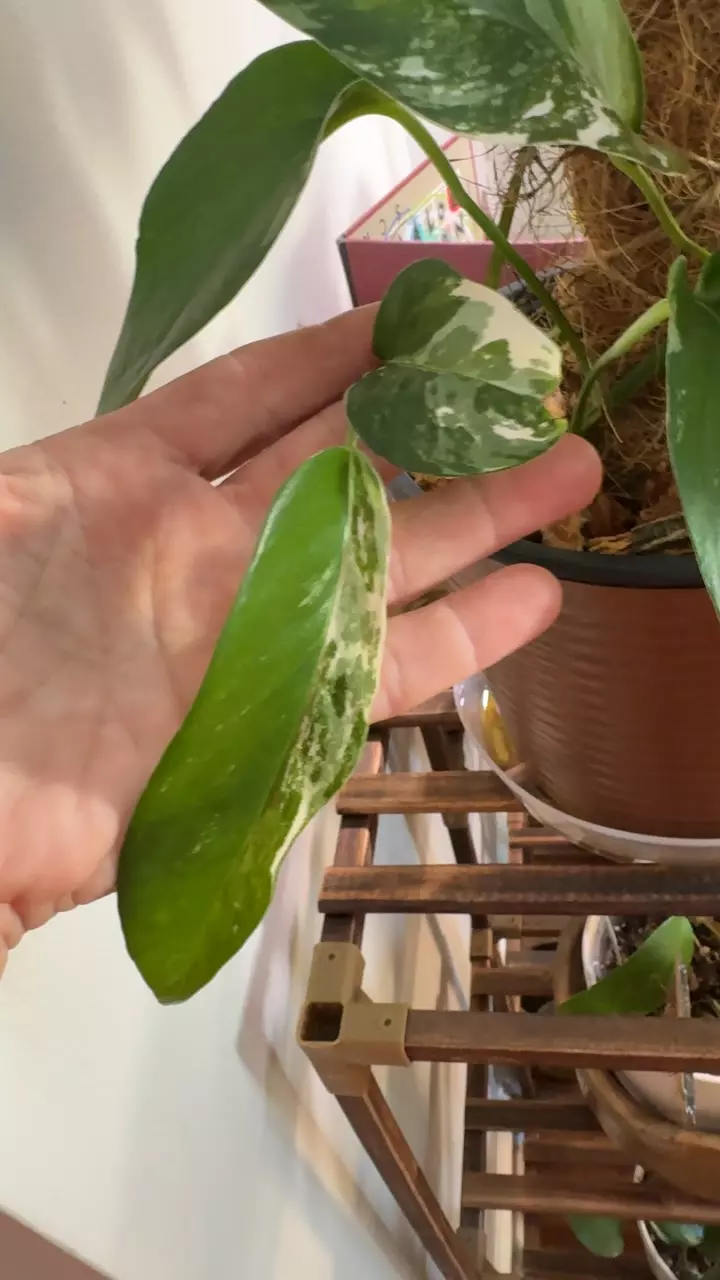 plant of day special cutting thumbnail