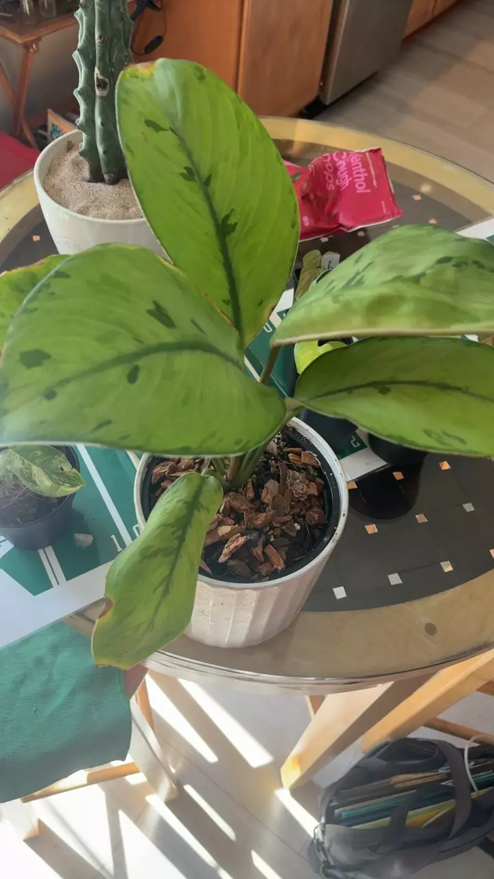 homalomena sekby thumbnail