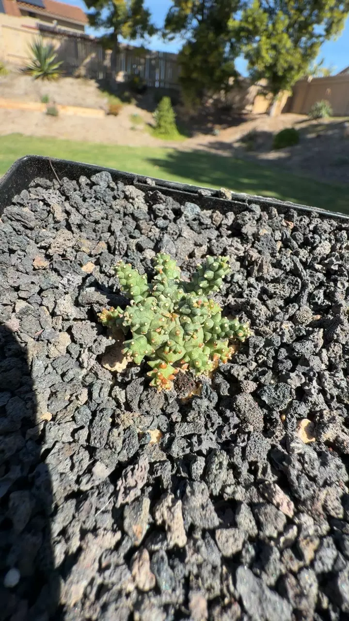 EUPHORBIA DECEPTA thumbnail