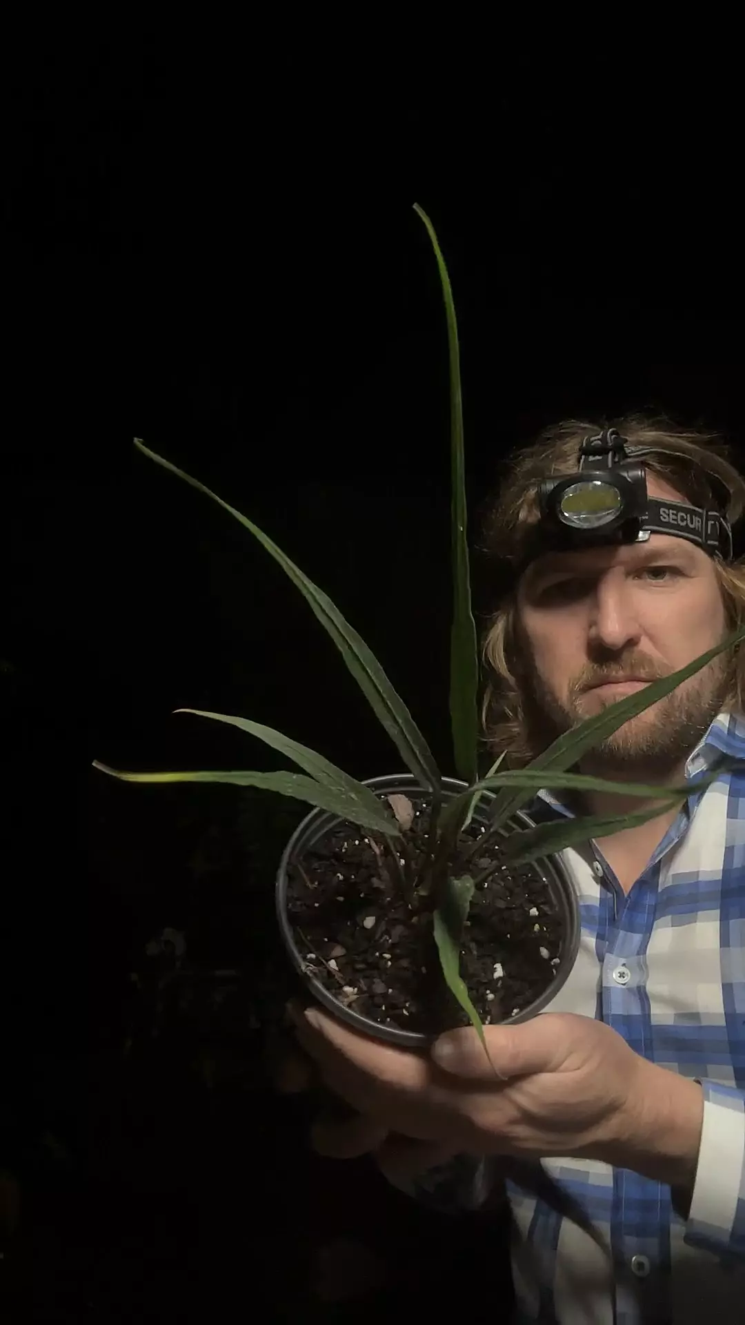 [602] Anthurium Mutation Pachyneurim Type thumbnail