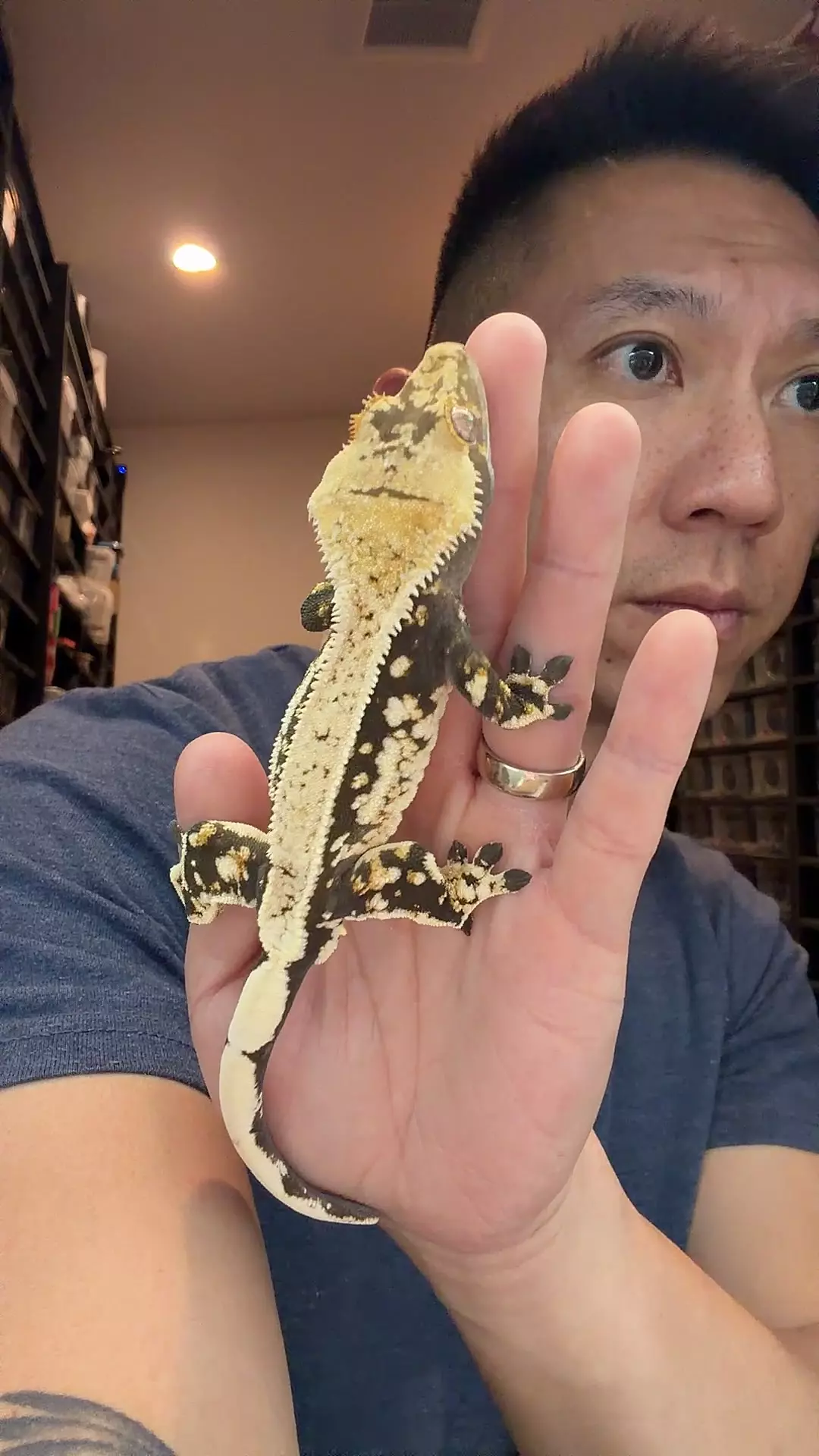 32g male genos x ponyo thumbnail