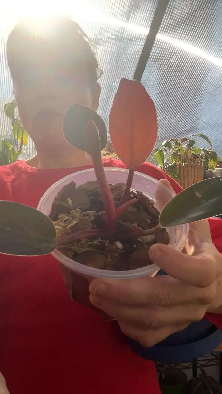 pink Birken philo thumbnail