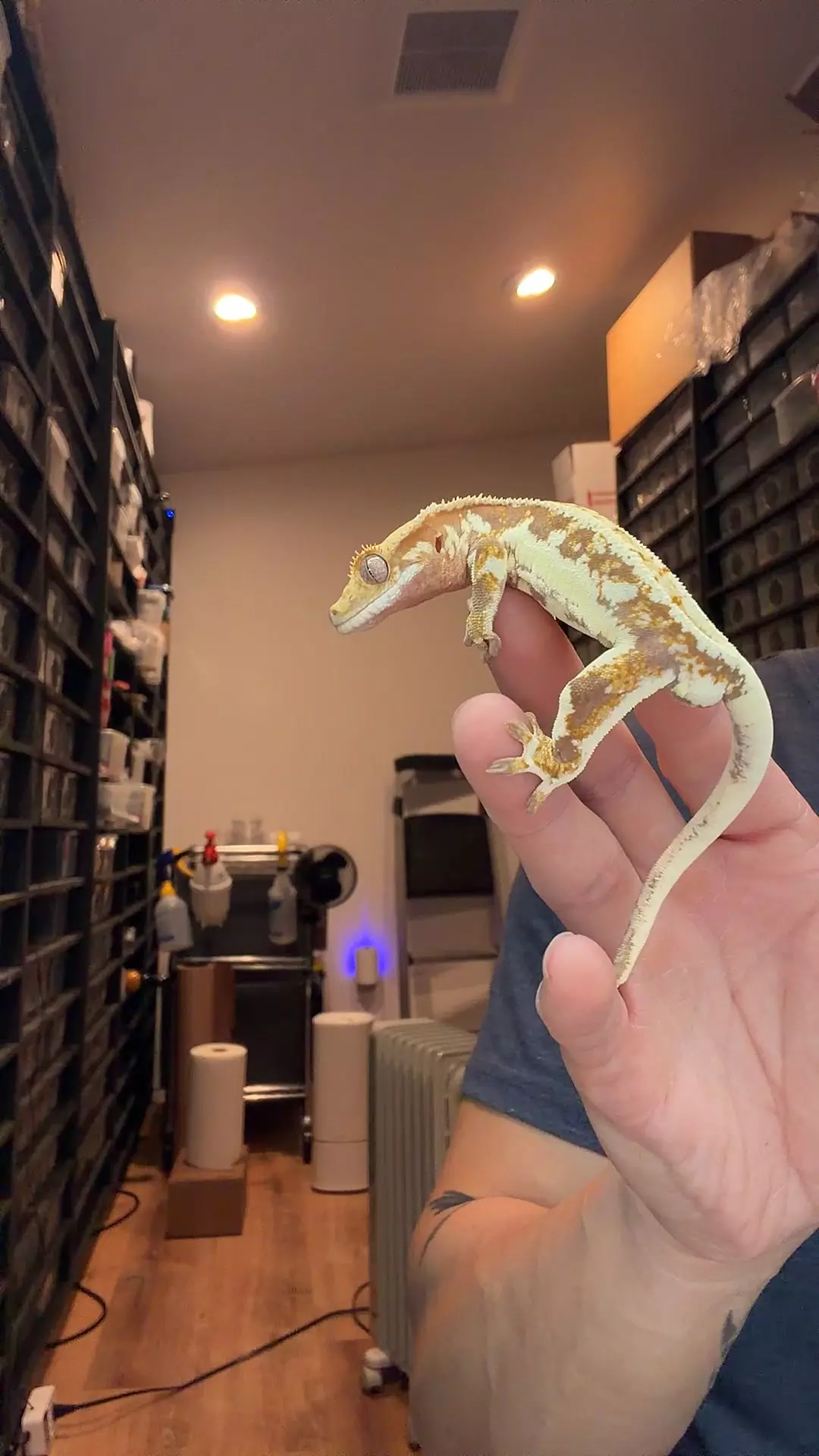 20g male red Lilly panda x zelw 2 thumbnail