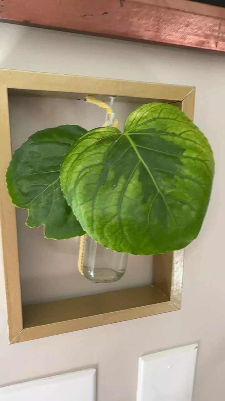 polyscias varg sch cutting thumbnail