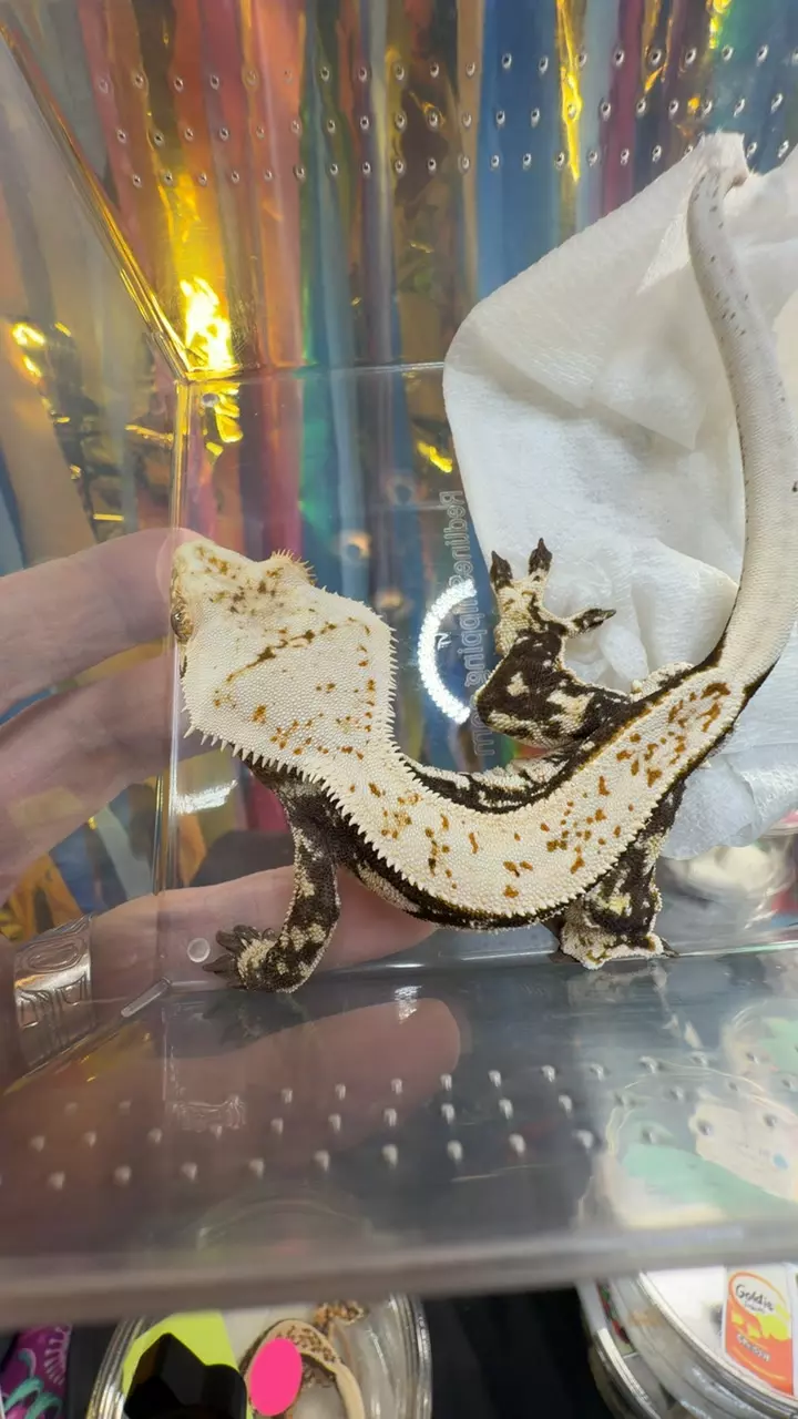 white tank male juicy girl x Pedro thumbnail