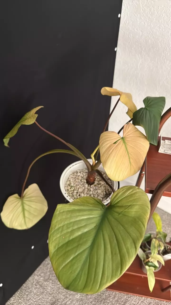 78 Homalomena Pink Mint thumbnail