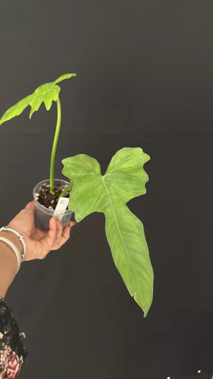 62 - Golden Dragon Mint thumbnail