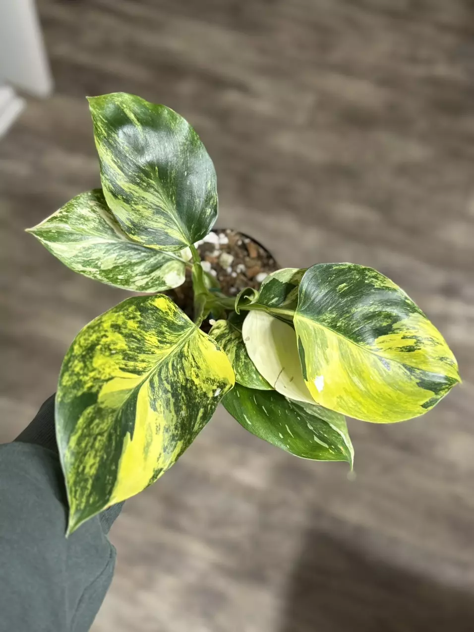 GC - Philodendron white wizard tricolor thumbnail