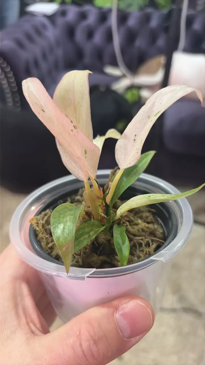 GC - Philodendron Strawberry Carmel thumbnail