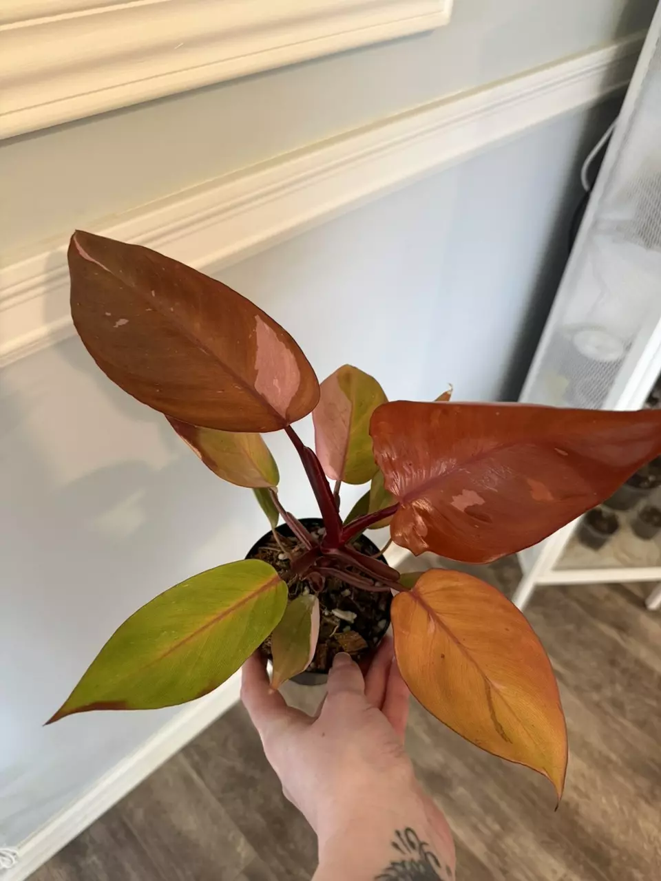GC - Philodendron Persimmon Princess thumbnail