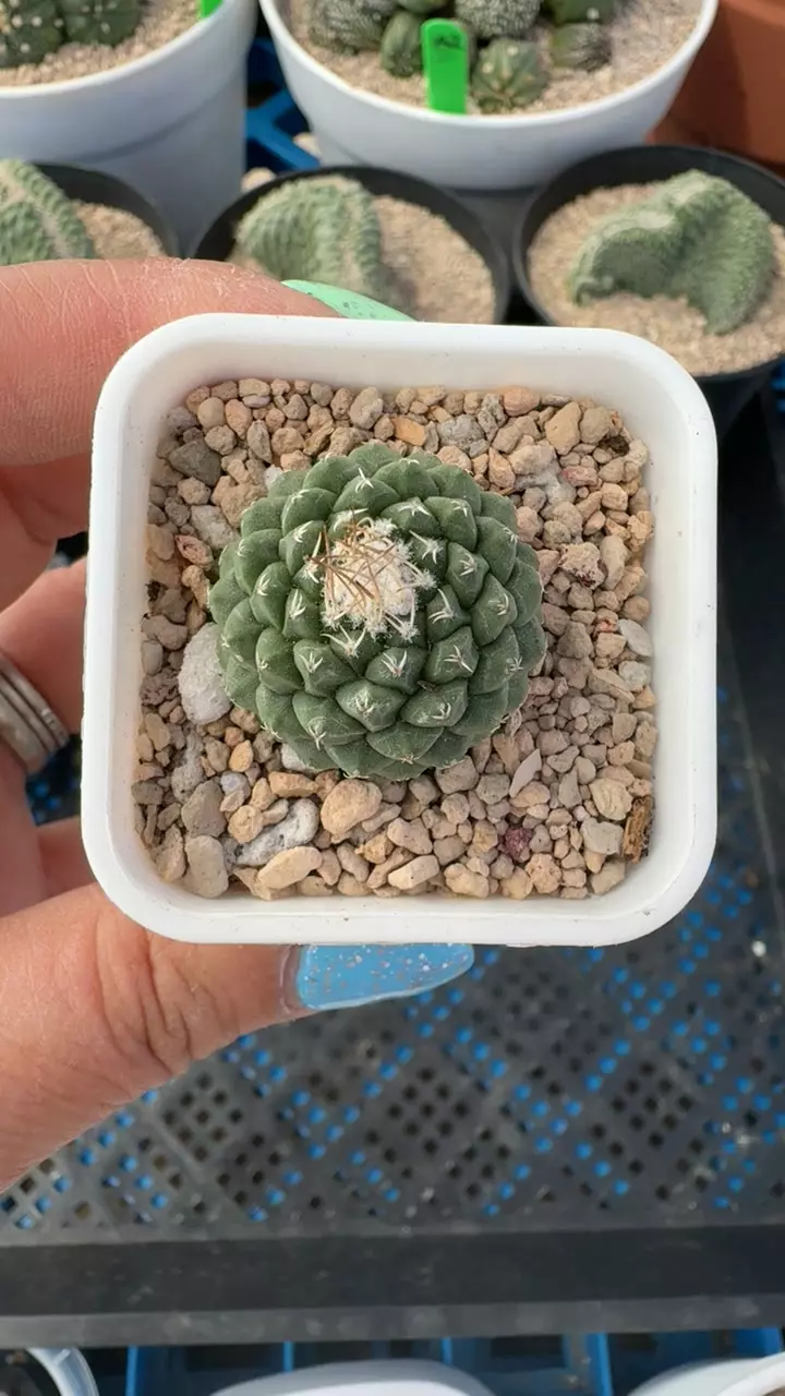 Strombocactus button GC thumbnail