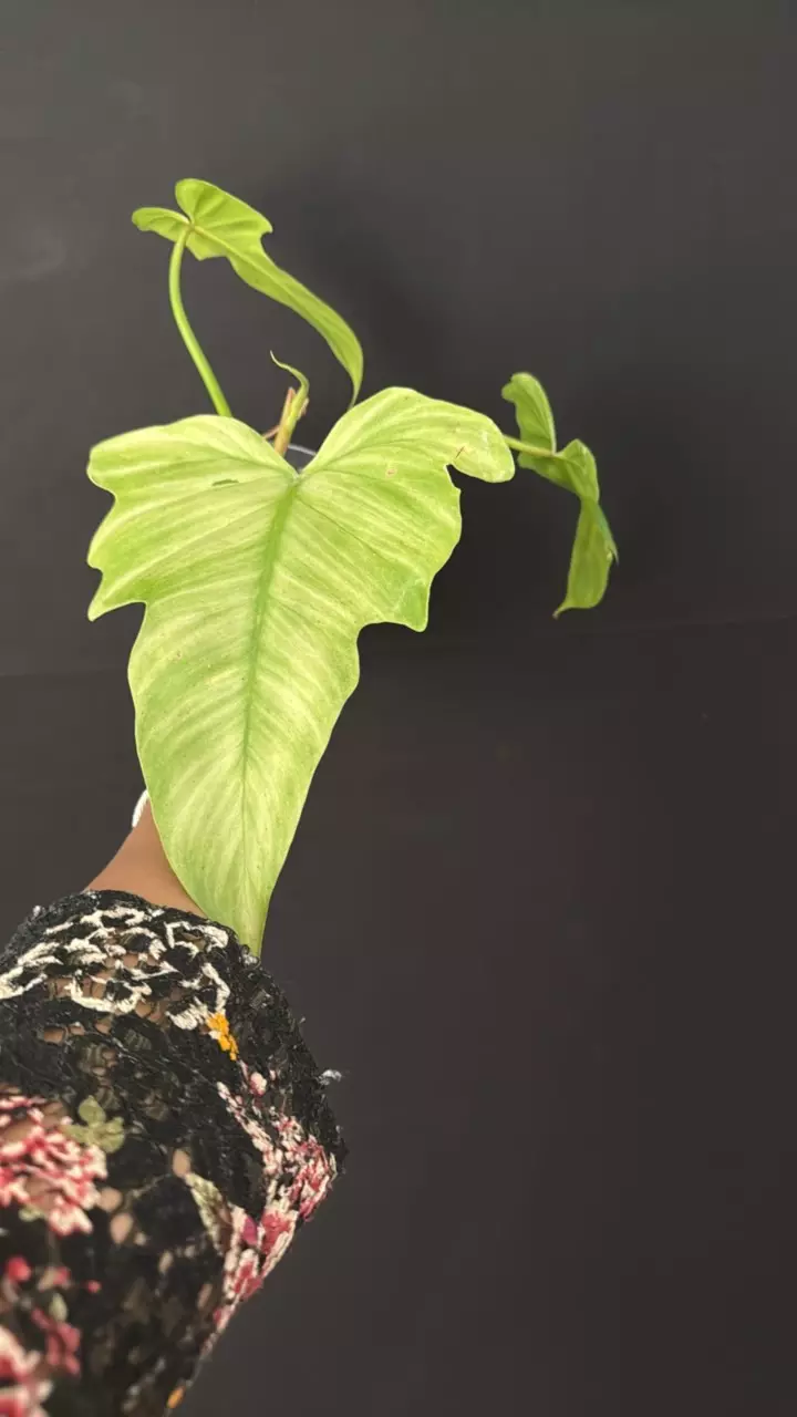 61 - Golden Dragon Mint thumbnail