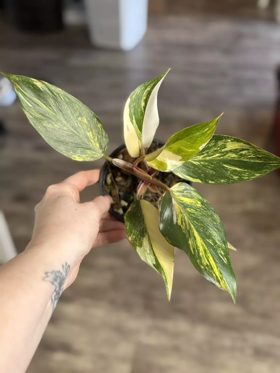 GC - Philodendron white knight tricolor thumbnail
