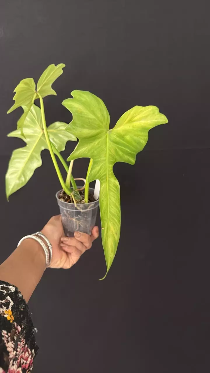 60 - Golden Dragon Mint thumbnail