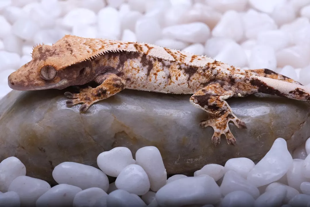 LOZY09 - 11.76 grams unsexed out of Lottie x Zion thumbnail