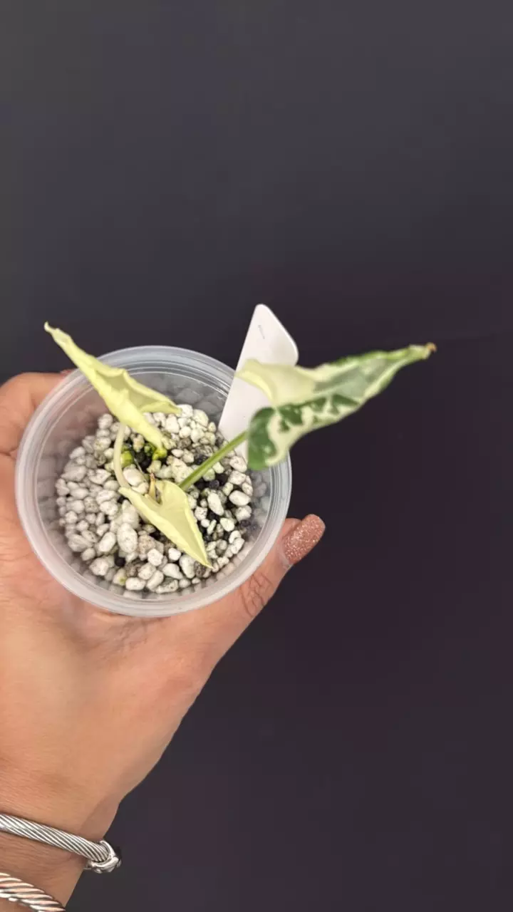 18- Alocasia Cucullata Crinkles Albo thumbnail