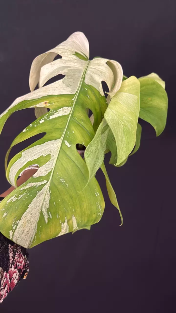 79- Monstera Mint thumbnail