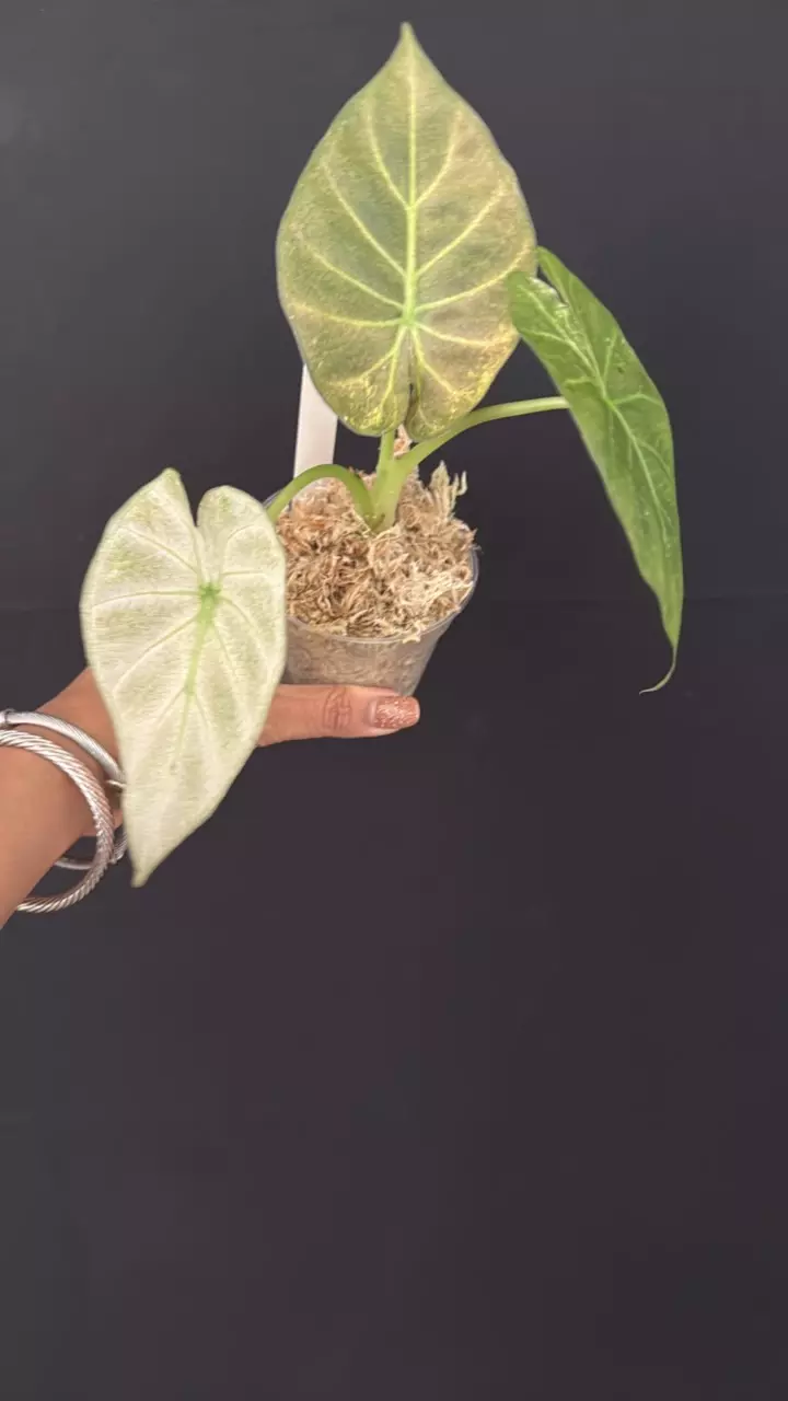 48 - Regal Shield Albo/Mint thumbnail