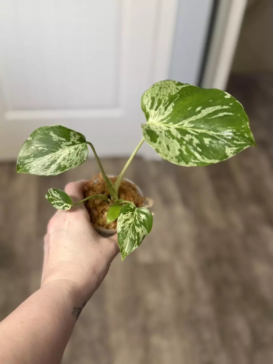 GC - Monstera Bulbasaur thumbnail