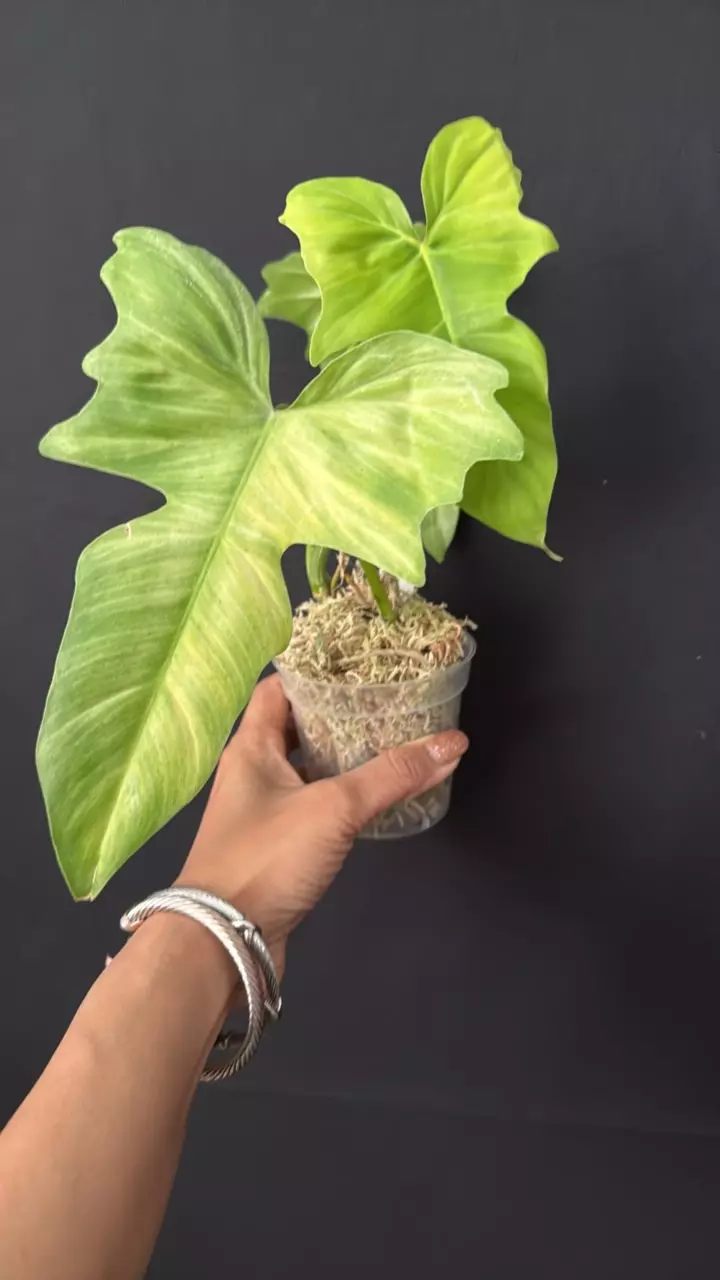 59 - Golden Dragon Mint thumbnail