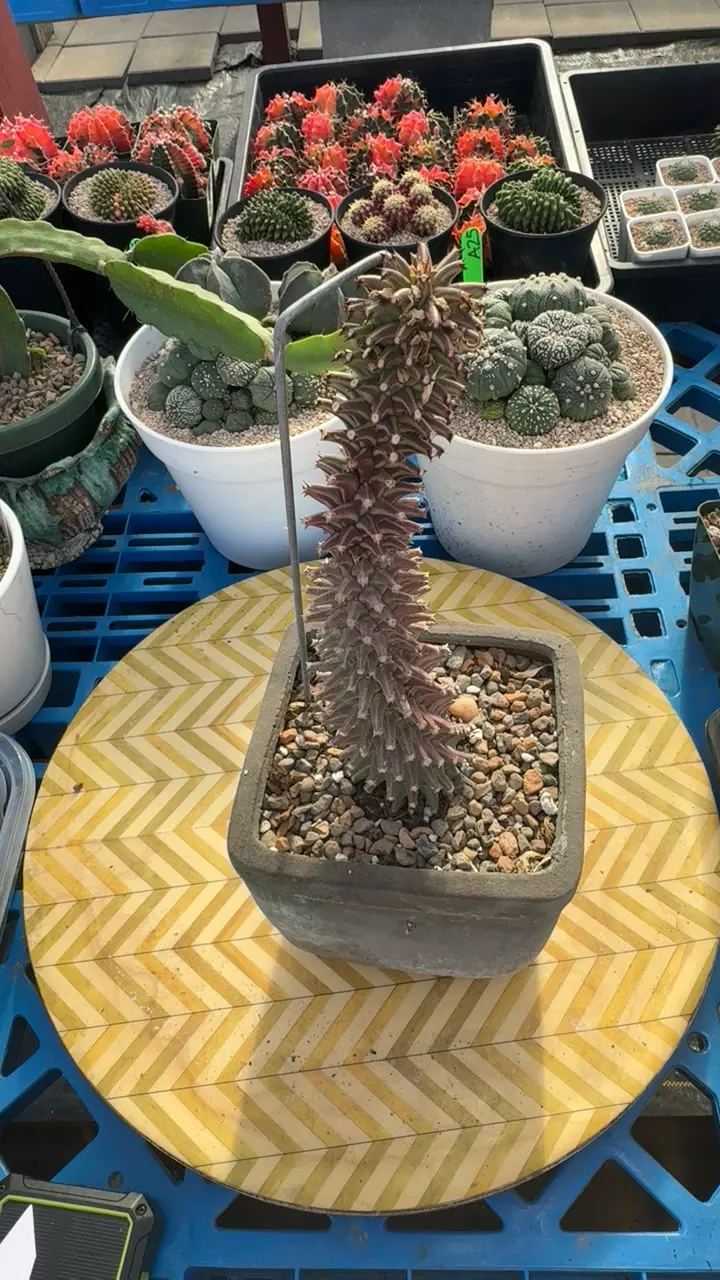 variegated Euphorbia thumbnail