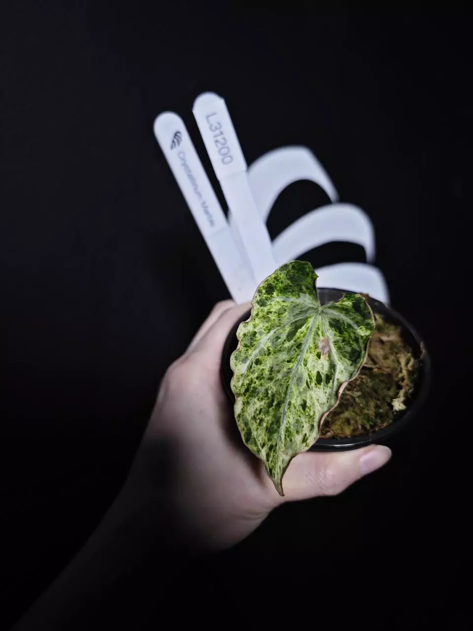 L31200 Crystallium Marble thumbnail