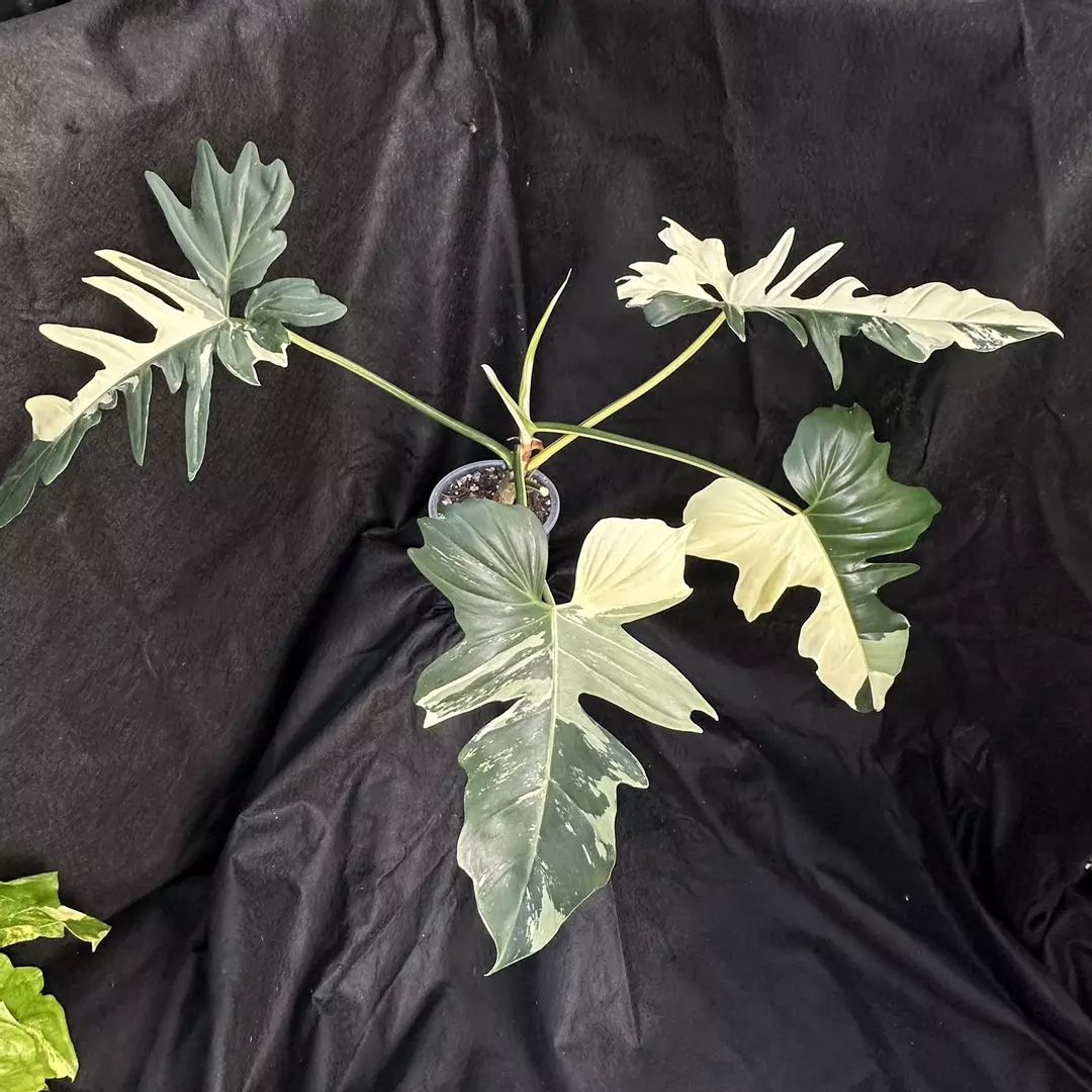 Philodendron Golden Dragon XXL thumbnail