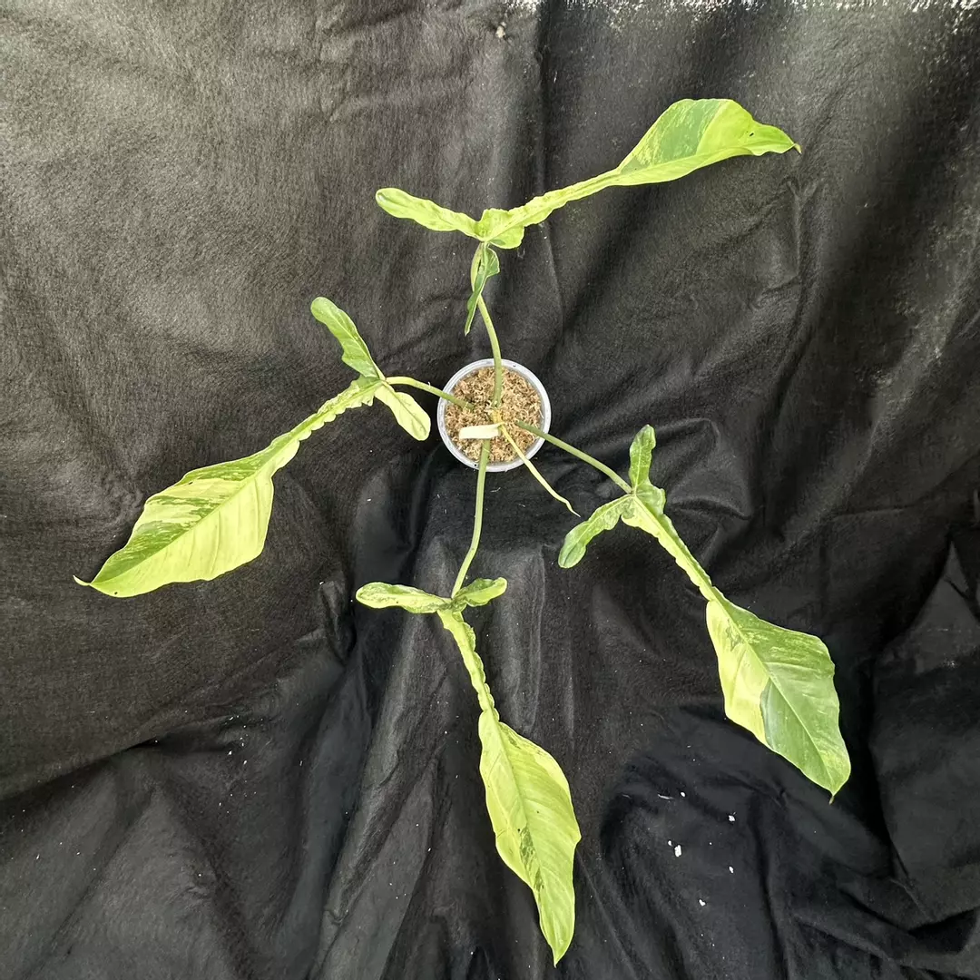 Philodendron Joepii Mint Variegated thumbnail