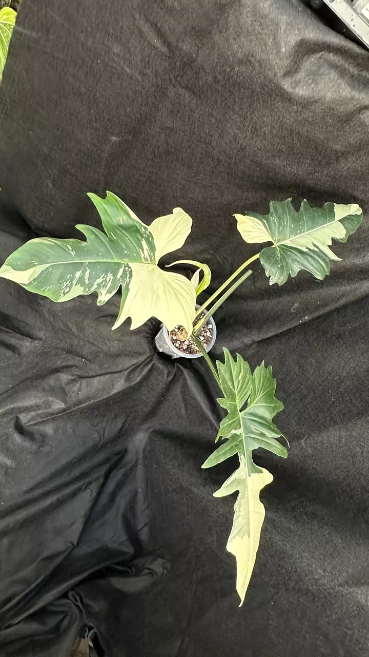 Philodendron Golden Dragon XL thumbnail