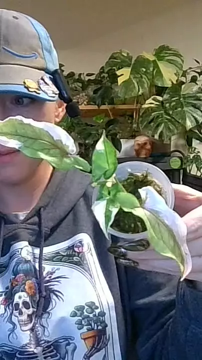 0097 syngonium white princess thumbnail