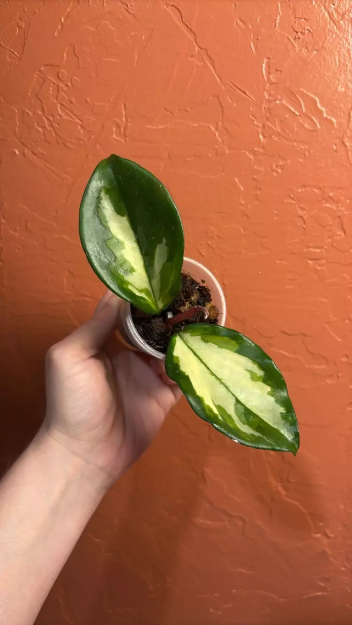 Hoya carnosa (inner variegated) (grower’s choice) thumbnail