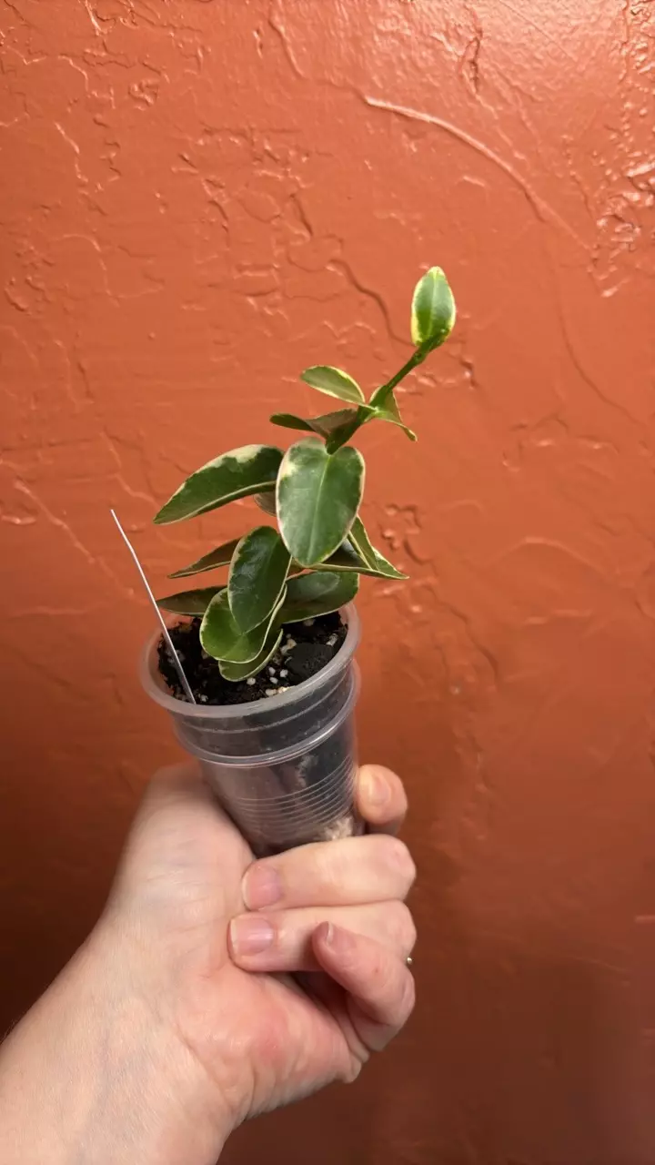 Hoya cummingiana (outer variegated) (grower’s choice) thumbnail