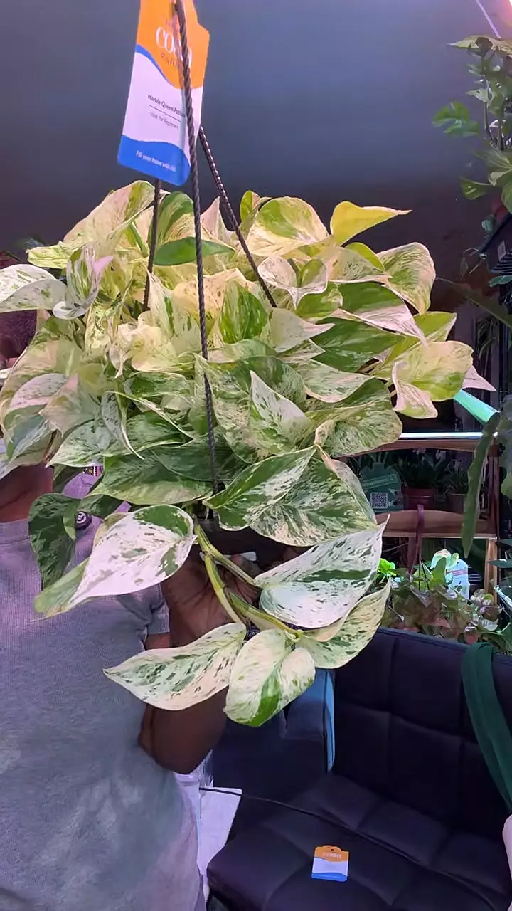 Marble Queen 8 HB thumbnail