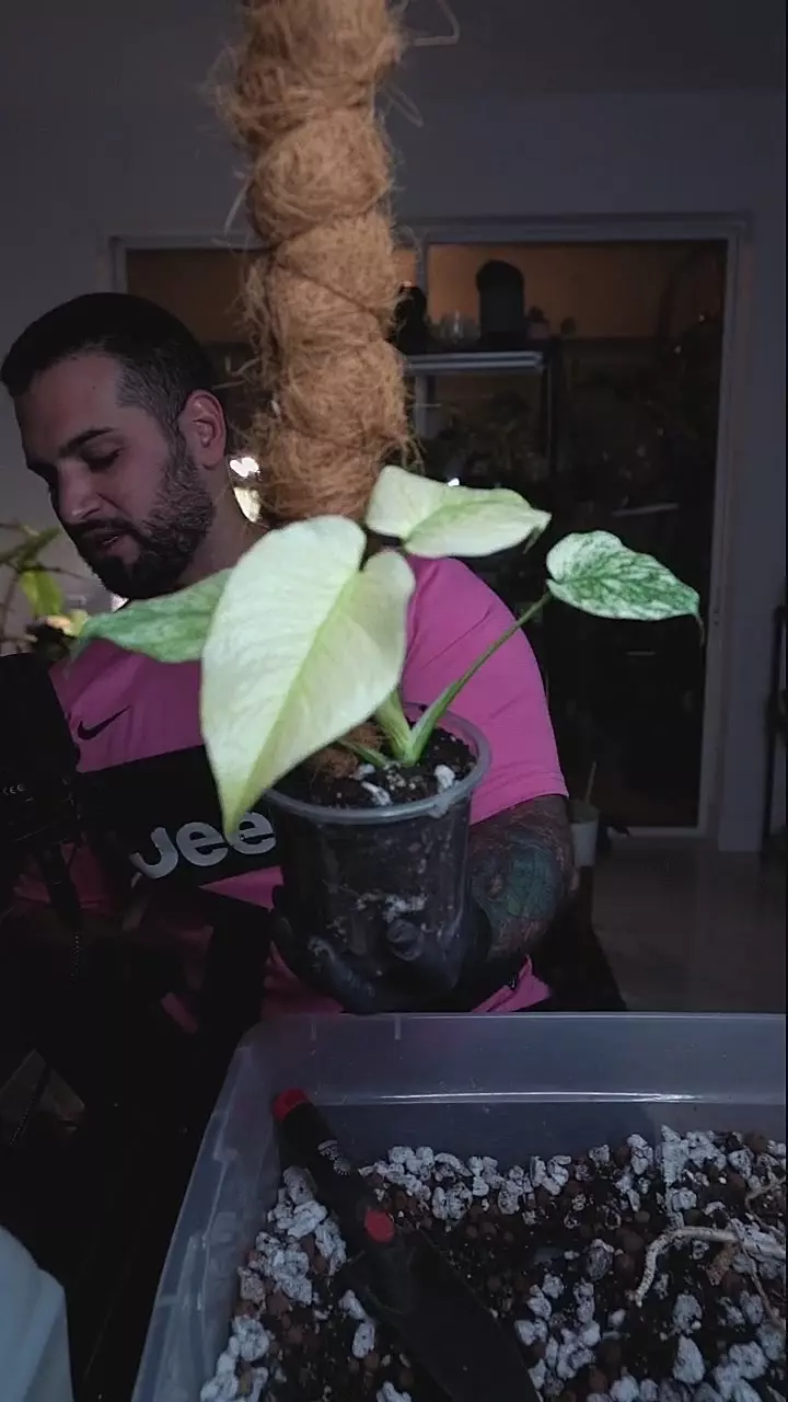 Monstera Mint 5in + Moss Pole thumbnail