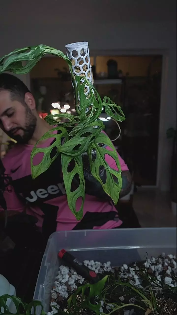 Monstera Adansonii mint 5in + moss pole (x2) thumbnail